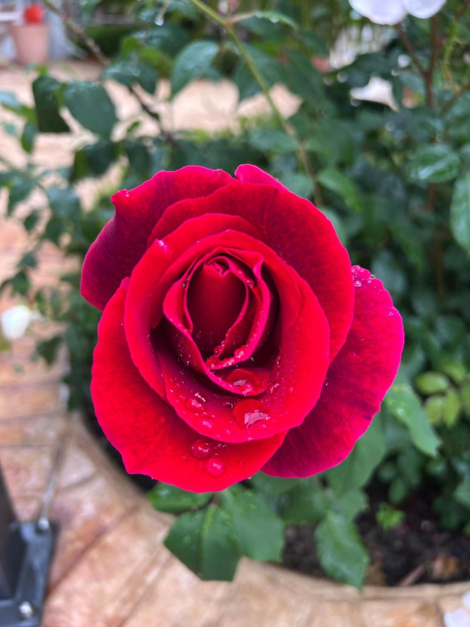 B&B Corte Delle Rose 카스티리오네델레스티비에레 외부 사진