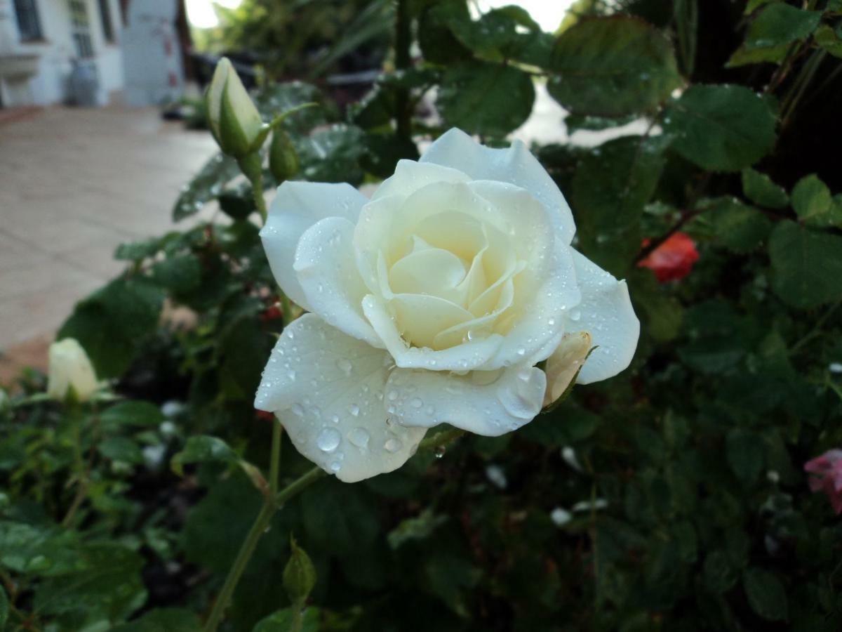 B&B Corte Delle Rose 카스티리오네델레스티비에레 외부 사진
